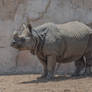 Animals stock 21 Rhinoceros