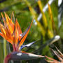 Strelitzia