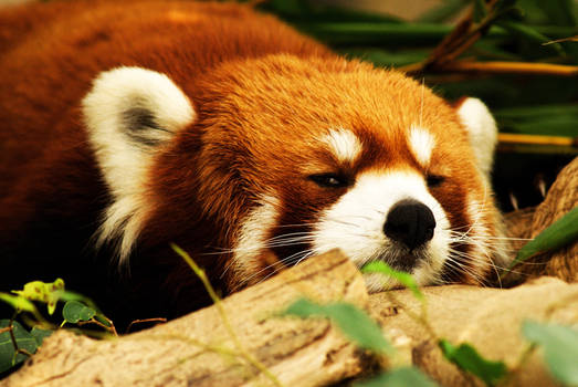 Sleepy red panda