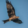 Black Kite