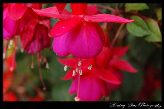 Close up of Flower