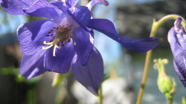 Purple flower 2