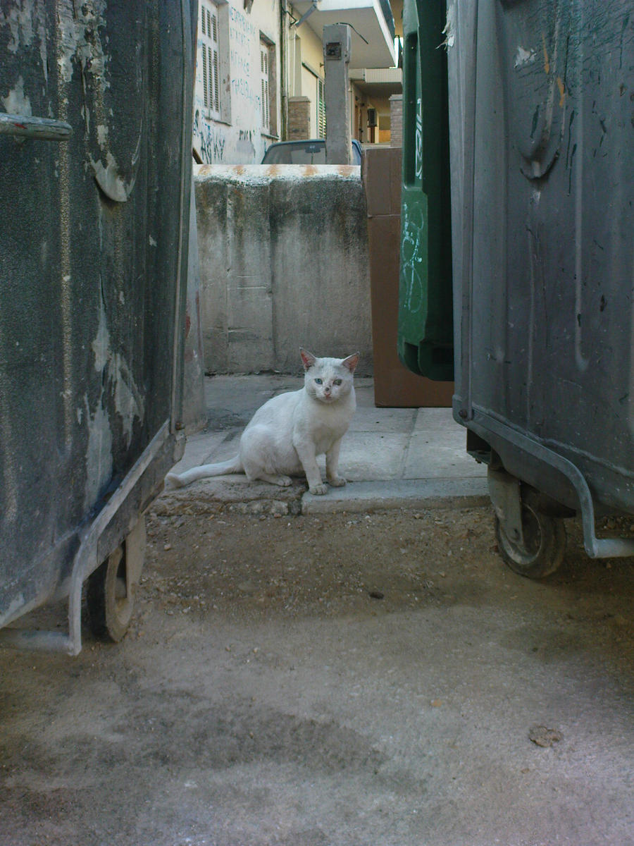 The Two Colored Eyed Cat