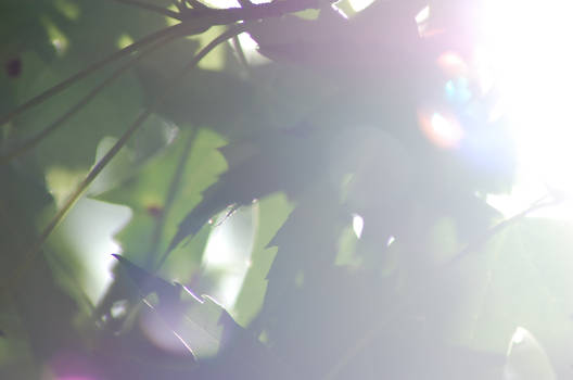 Sunburst Through Leaves