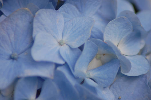 Hydrangias