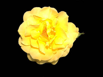 Yellow rose in black II