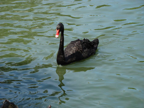 Black Swan