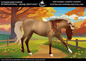 WSF Eureka Jiggery-pokery - Aussie WB Stallion