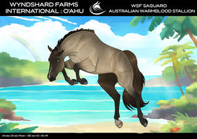 WSF Saguaro - Australian Warmblood Stallion