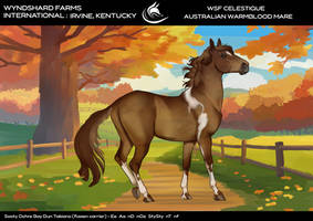 WSF Celestique - Australian Warmblood Mare