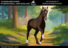 WSF AQ Malibus 19 - Amabilis Warmblood Mare