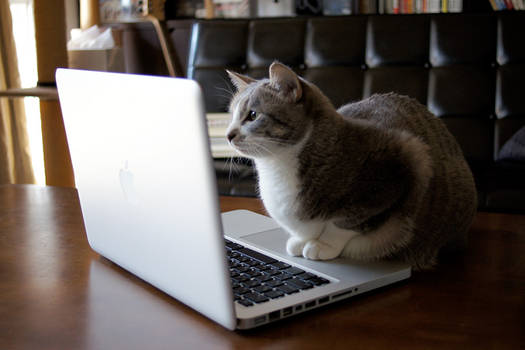 Browsing Internet cat