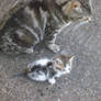 Kitten and Mother