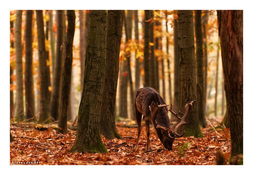 The King of Fallen Leaves