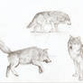 Wolf studies