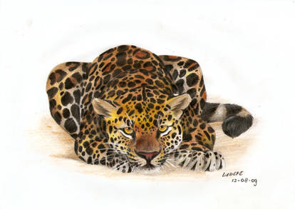 leopard