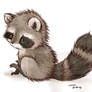 it's a raccoon