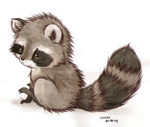 it's a raccoon by Liedeke