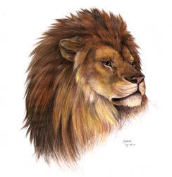 Male lion