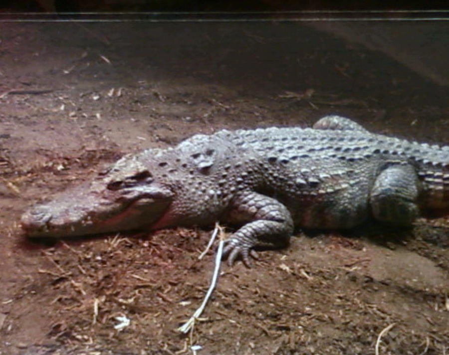 Gator Def Gator by searchxdestroy on DeviantArt