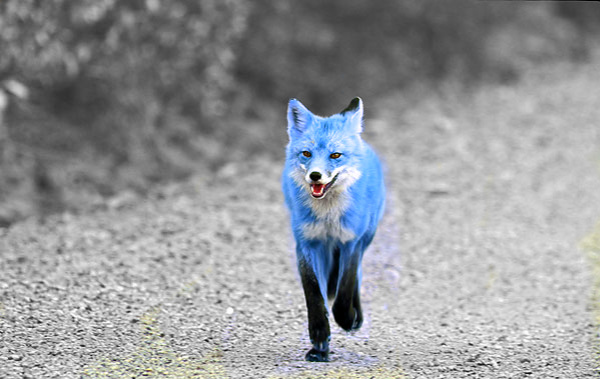 Blue Fox Running by HuntressMoonlight on DeviantArt