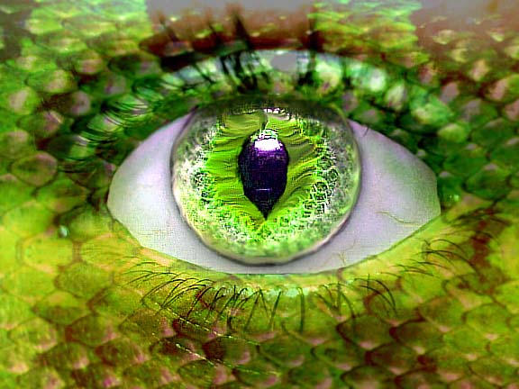 Snake Eye by Maladenoir on DeviantArt