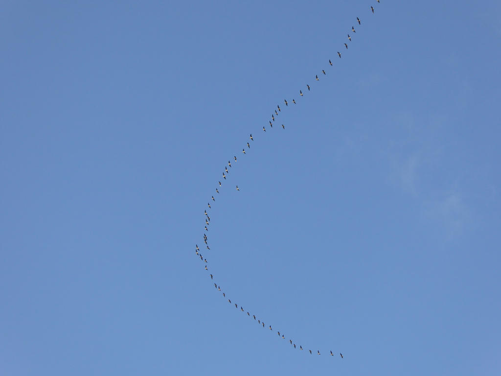 Vee formation by Qulithinoren on DeviantArt