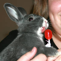 Lollypop Bunny