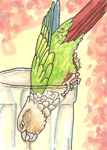 ACEO cinnamon green cheek