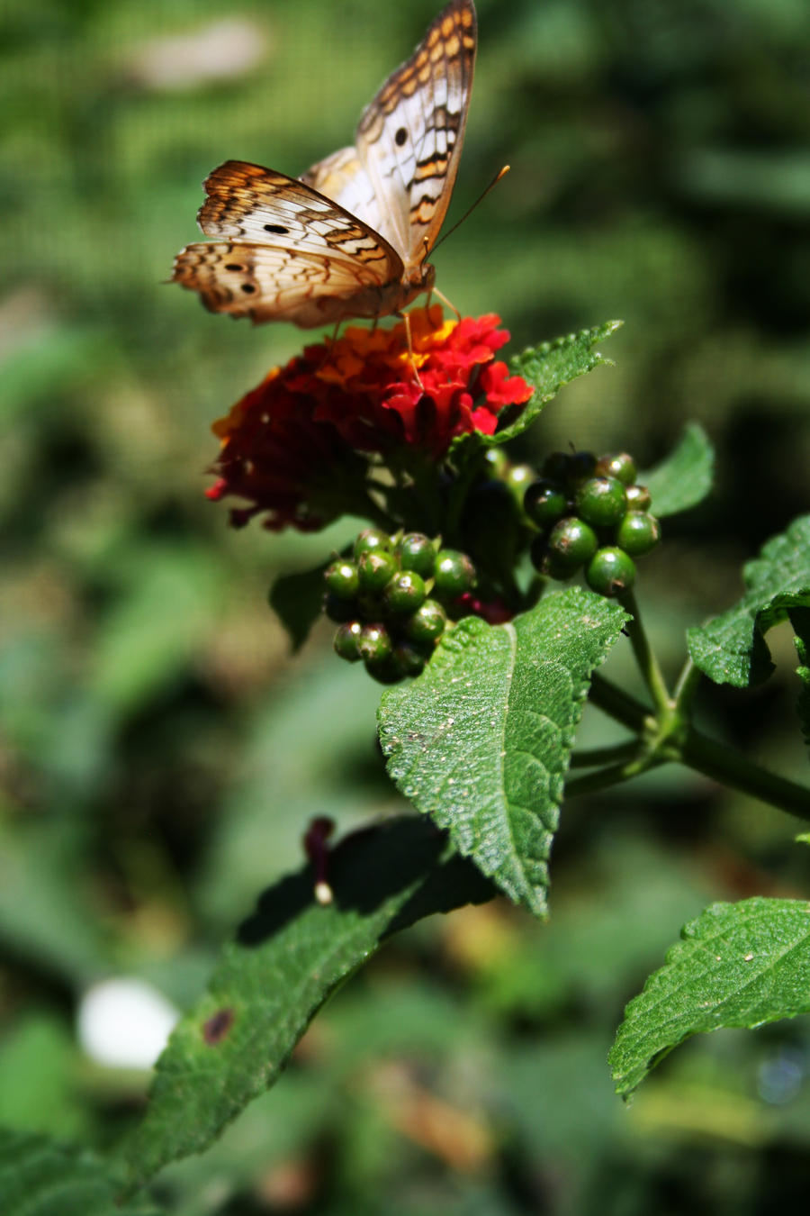 Sunday Butterfly The 2nd