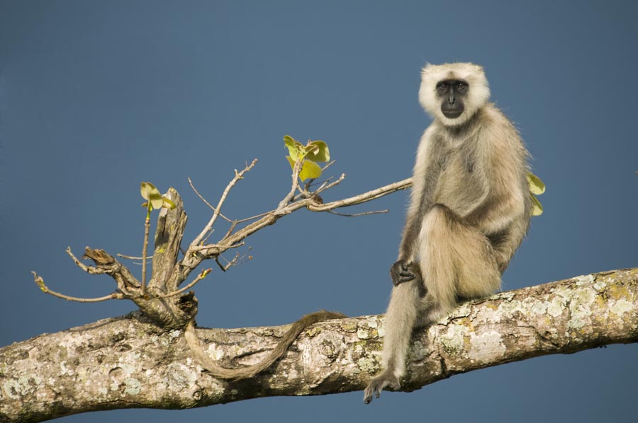 Langur