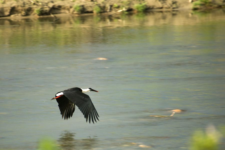 Stork in flight by Ravinss
