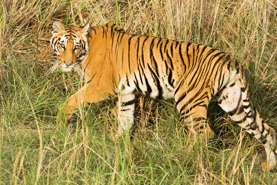 Tiger walking by Ravinss