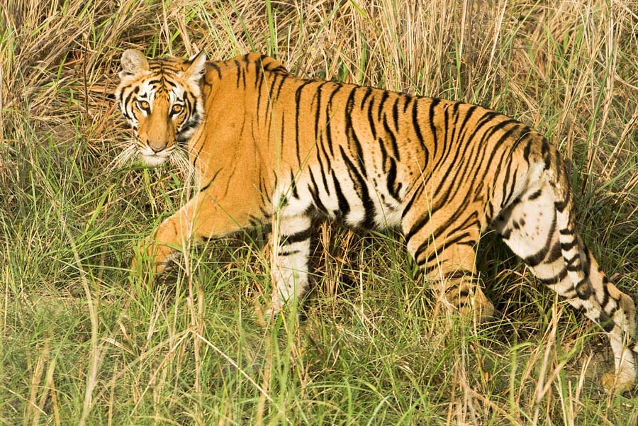 Tiger walking