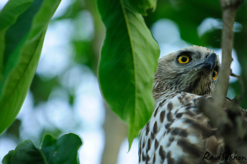More Eyes by Ravinss