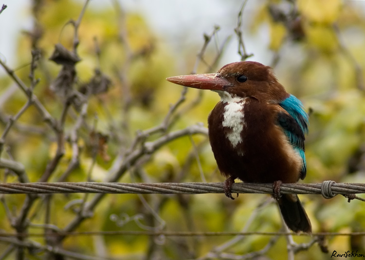 Kingfisher