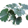 gigantea clear cut Plant PNG 2