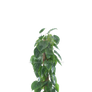 Clear cut PNG TROPICAL PLANT 17