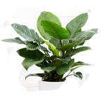 Clear cut PNG TROPICAL PLANT 42
