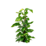 Clear cut PNG TROPICAL PLANT 3