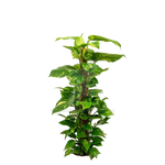 Clear cut PNG TROPICAL PLANT 4