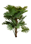 Clear cut PNG TROPICAL PLANT 7