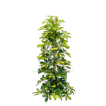 Clear cut PNG TROPICAL PLANT 16