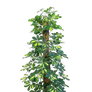 Clear cut PNG TROPICAL PLANT