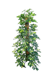 Clear cut PNG TROPICAL PLANT