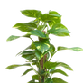 tropical plant PNG 5