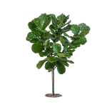Tree Png Stock 1