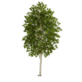 Tree Png Stock 3