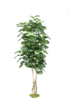 Tree Png Stock 7