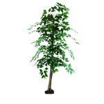 Tree Png Stock 8